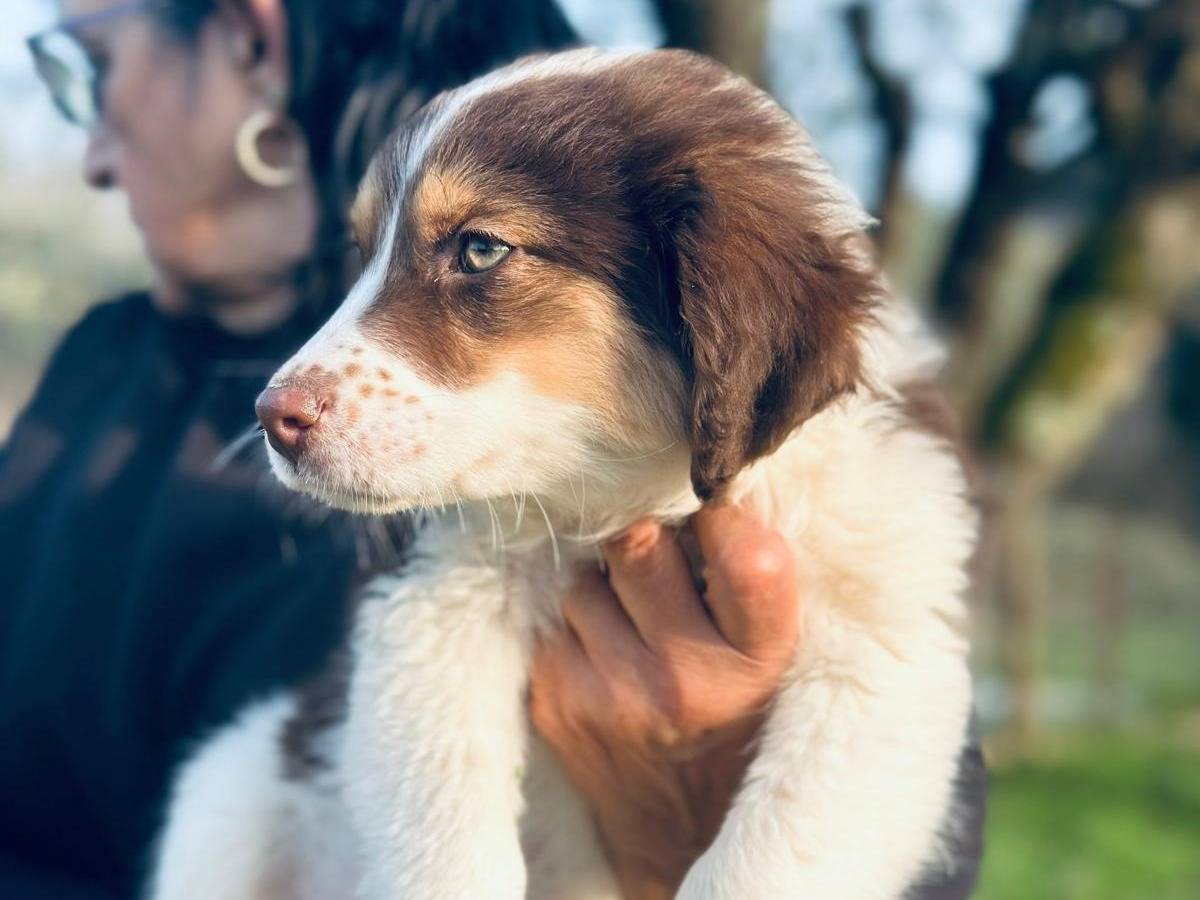 Adotta un cane, femmina, 1 mesi, Frosinone