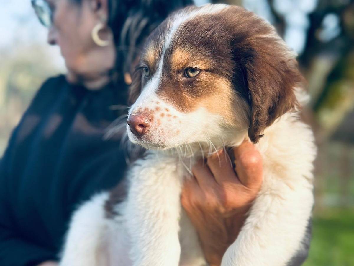 Adotta un cane, taglia media contenuta, femmina, Frosinone