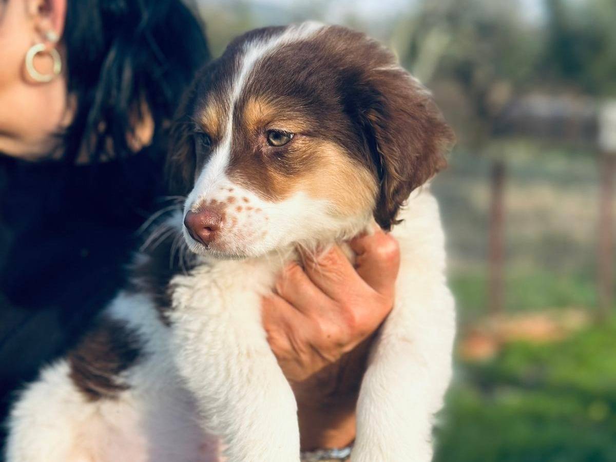 Vuoi adottare un cane a Frosinone?