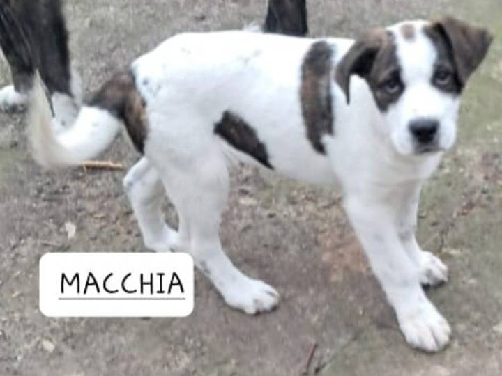 Adotta un cane, maschio, 4 mesi, Siracusa