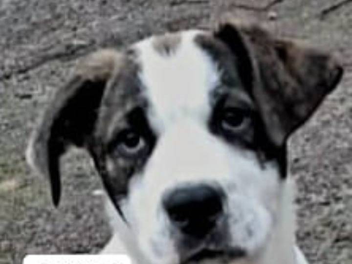 Adotta un cane, taglia grande, maschio, Siracusa