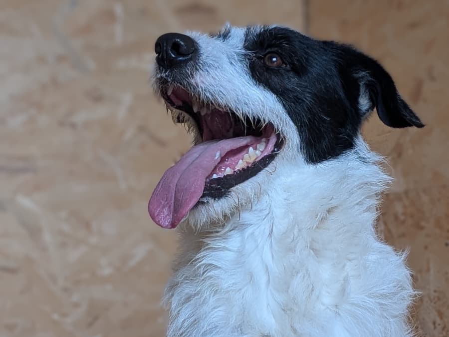 Adotta un cane, taglia media contenuta, maschio, Bari