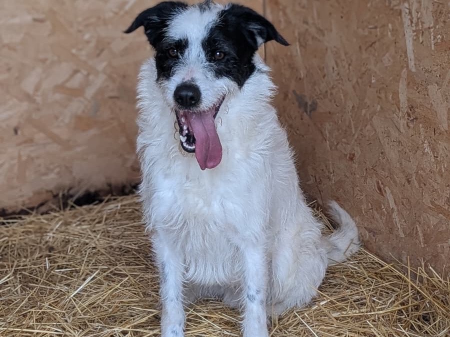 Vuoi adottare un cane a Bari?