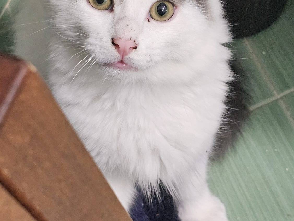 Adozione gatto, maschio, Razza sconosciuta Razza sconosciuta, 3 mesi, taglia non valida, Napoli