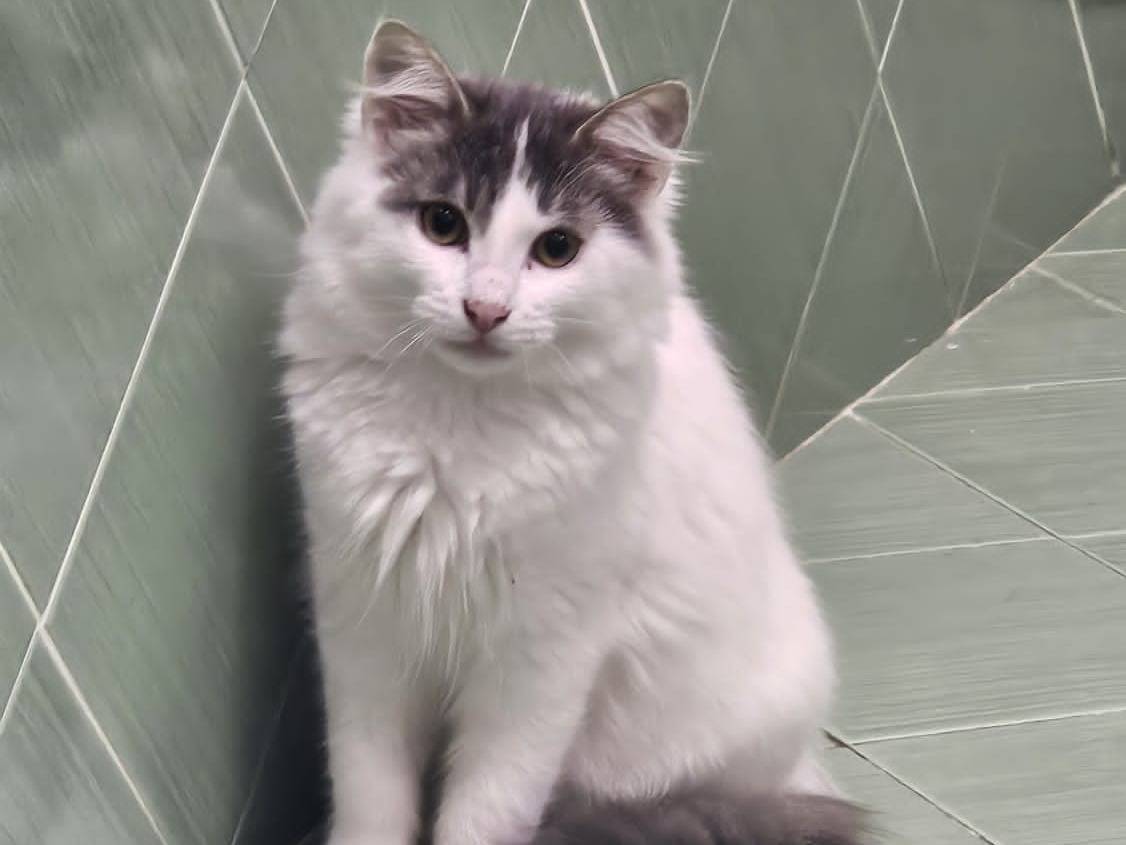 Adotta un gatto, taglia non valida, maschio, Napoli