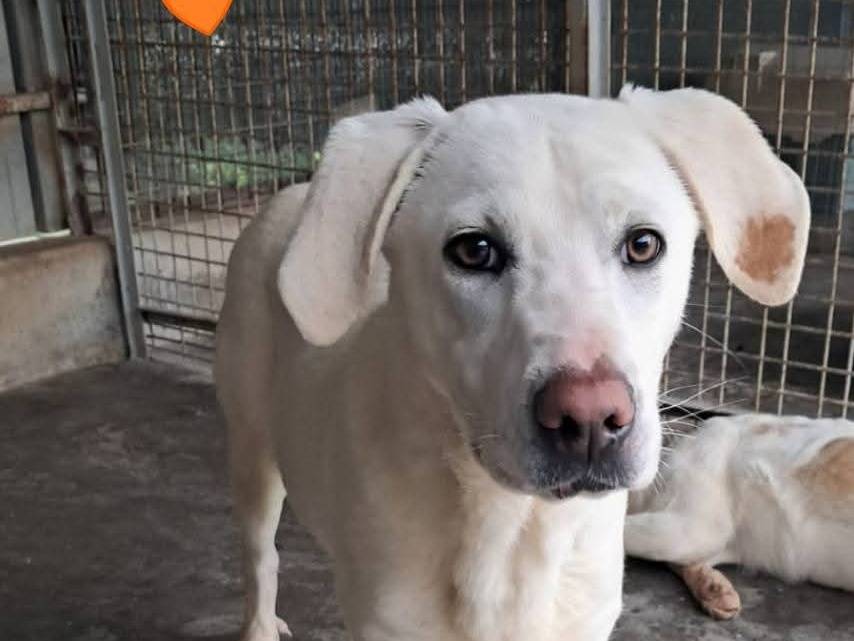 Adozione cane, maschio, Labrador Retriever Razza sconosciuta, 9 mesi, taglia grande, Varese