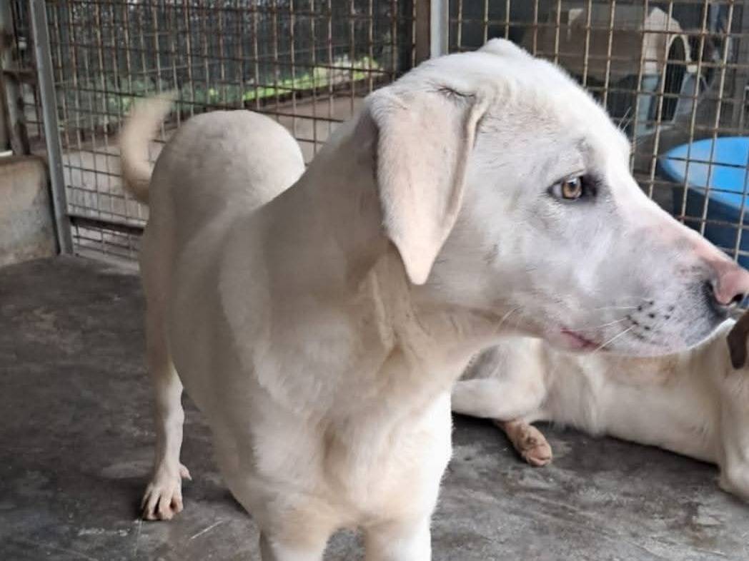 Adotta un cane, maschio, 9 mesi, Varese