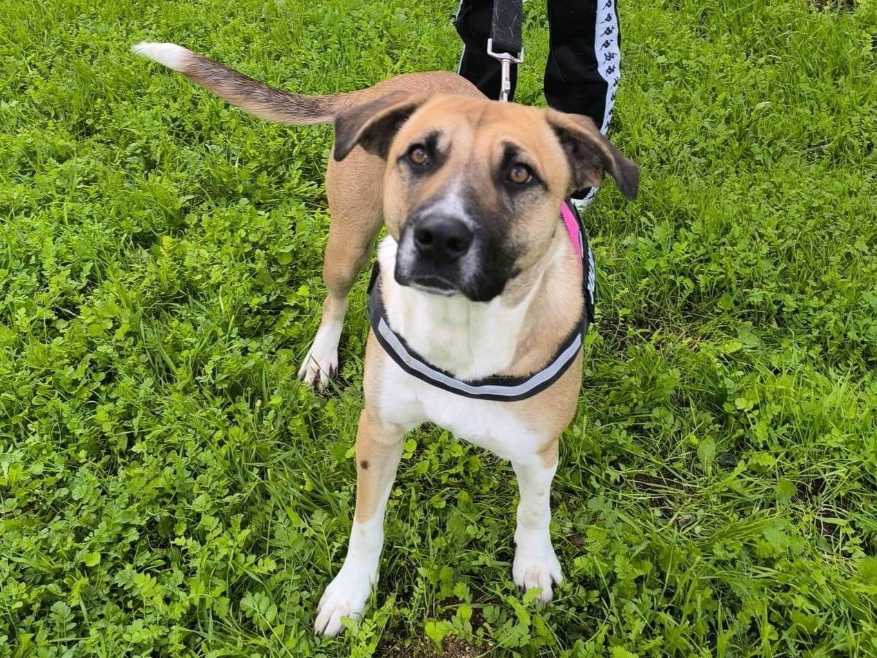 Adozione cane, femmina, Razza sconosciuta Razza sconosciuta, 2 anni, taglia media, Bari