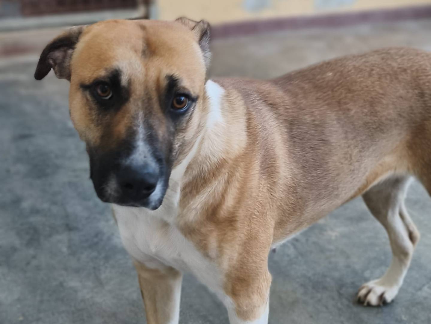 Adotta un cane, taglia media, femmina, Bari