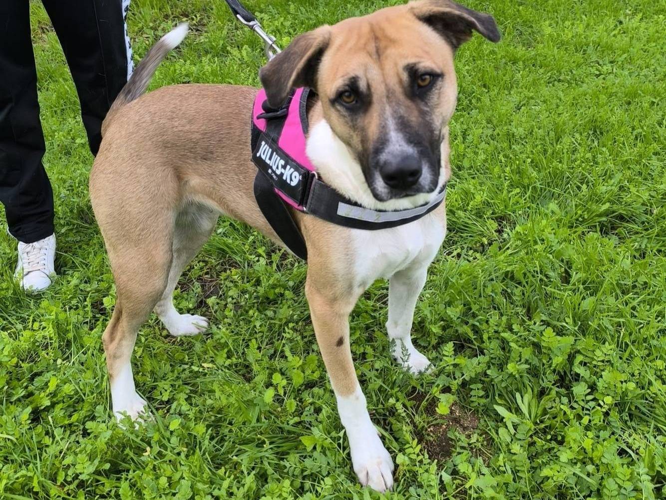 Vuoi adottare un cane a Bari?