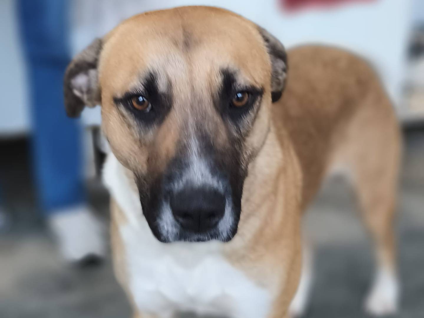 Adotta il cane bibi a Bari