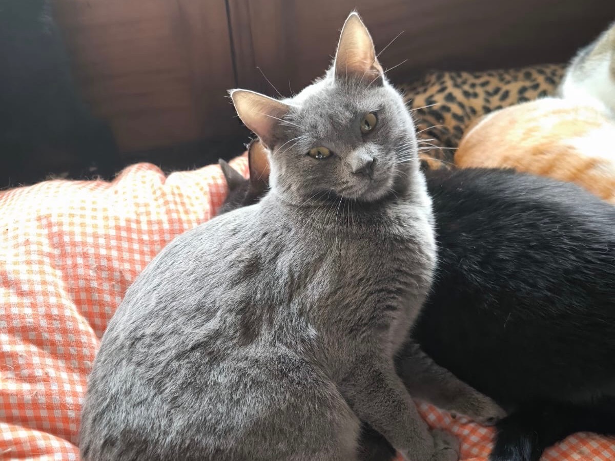 Adozione gatto, femmina, Razza sconosciuta Razza sconosciuta, 6 mesi, taglia non valida, Bari