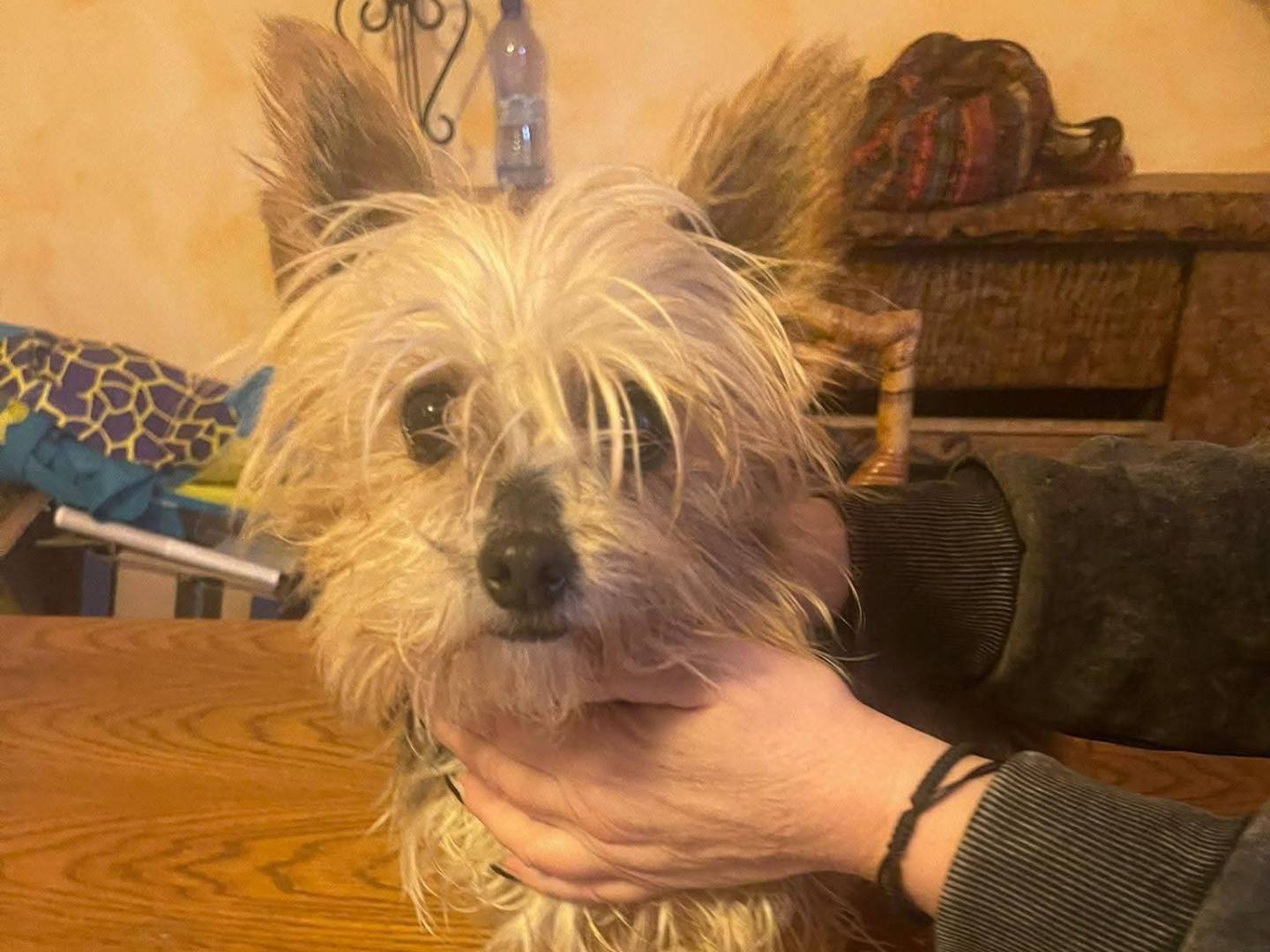 Adozione cane, femmina, Yorkshire Terrier Razza sconosciuta, 4 anni, taglia piccola, Frosinone