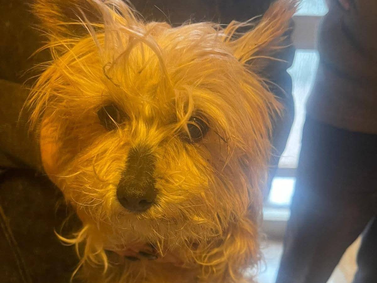 Adotta un cane, taglia piccola, femmina, Frosinone