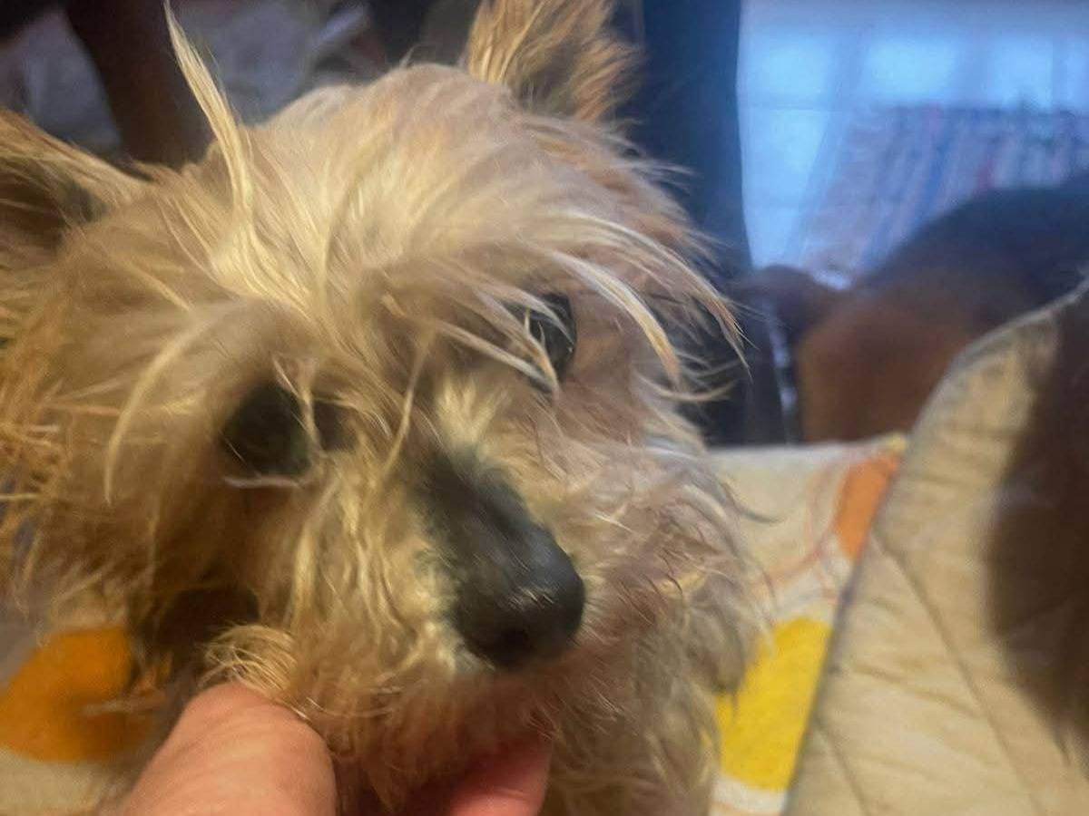 Vuoi adottare un cane a Frosinone?