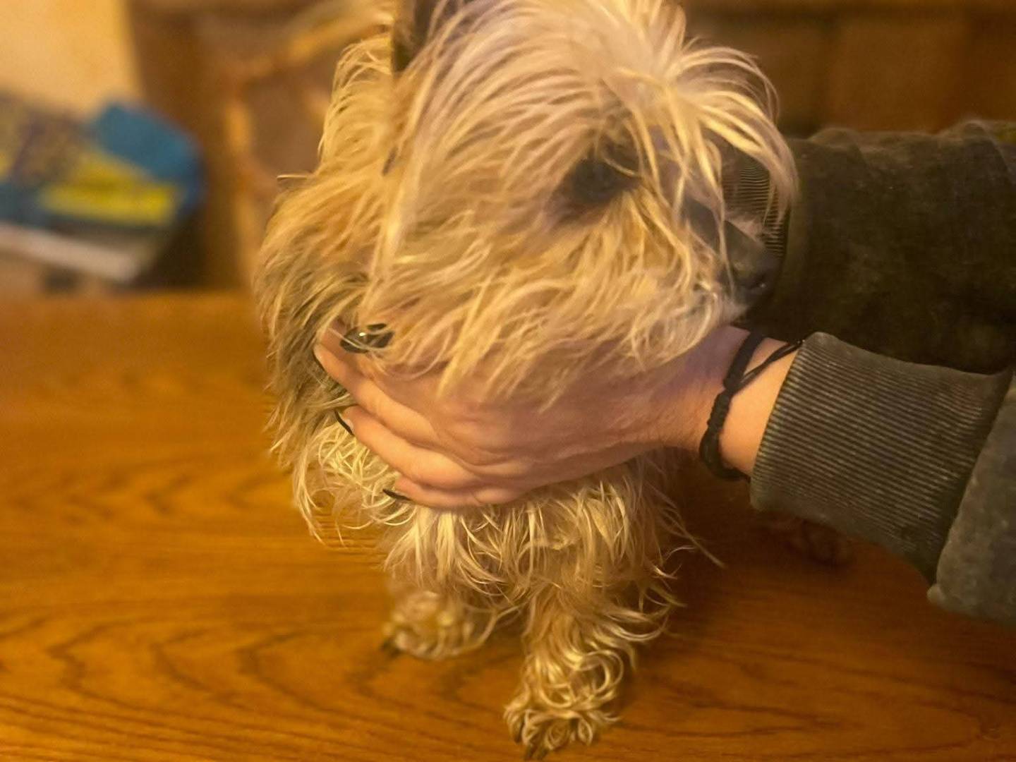 Adotta il cane Bibi a Frosinone