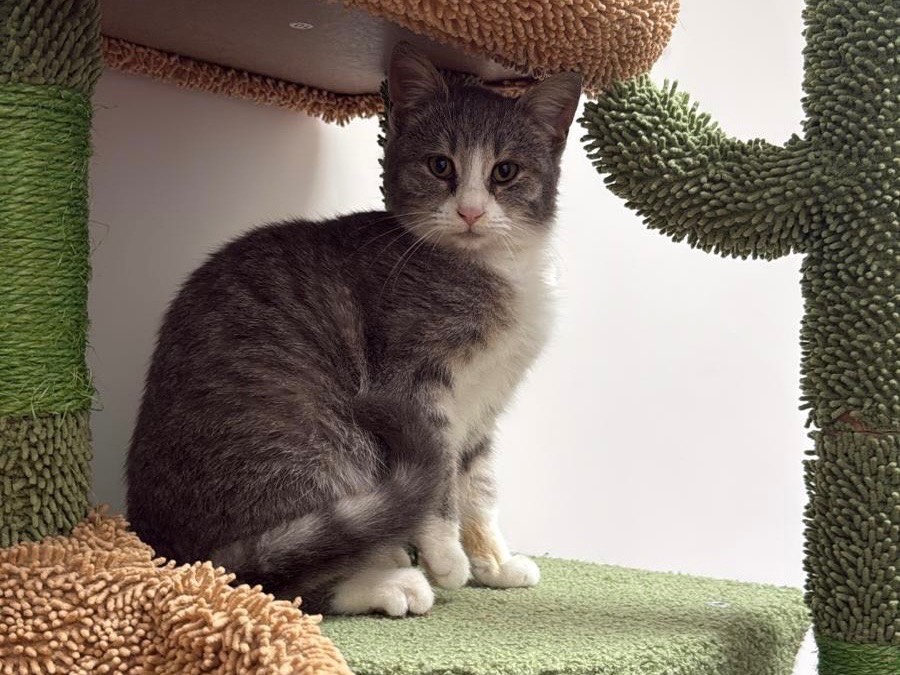 Adozione gatto, femmina, Razza sconosciuta Razza sconosciuta, 4 mesi, taglia non valida, Avellino