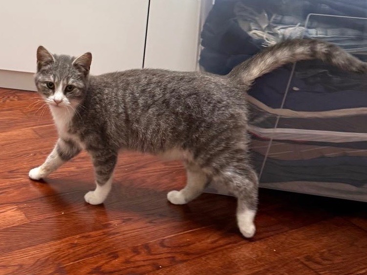 Adotta un gatto, femmina, 4 mesi, Avellino