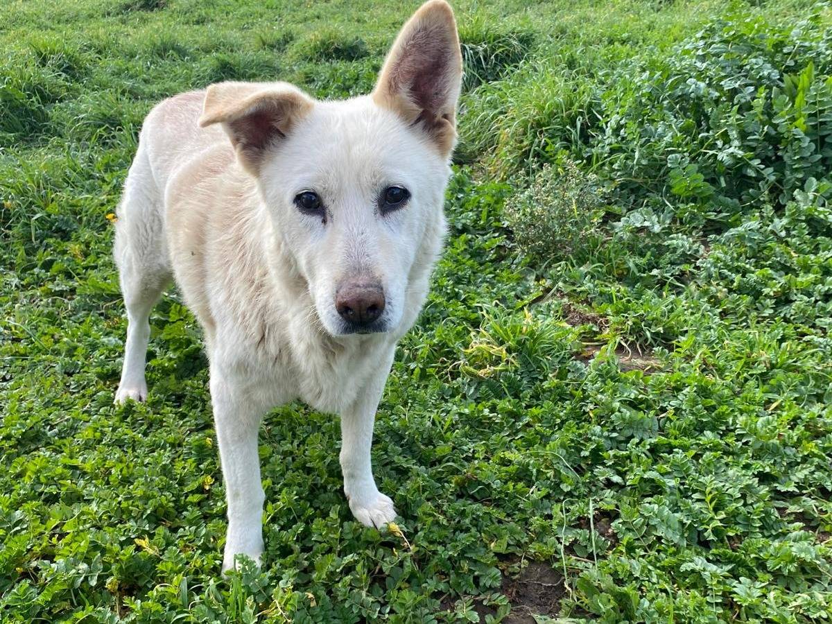 Adozione cane, femmina, Pastore maremmano Razza sconosciuta, 7 anni e 9 mesi, taglia media contenuta, Roma
