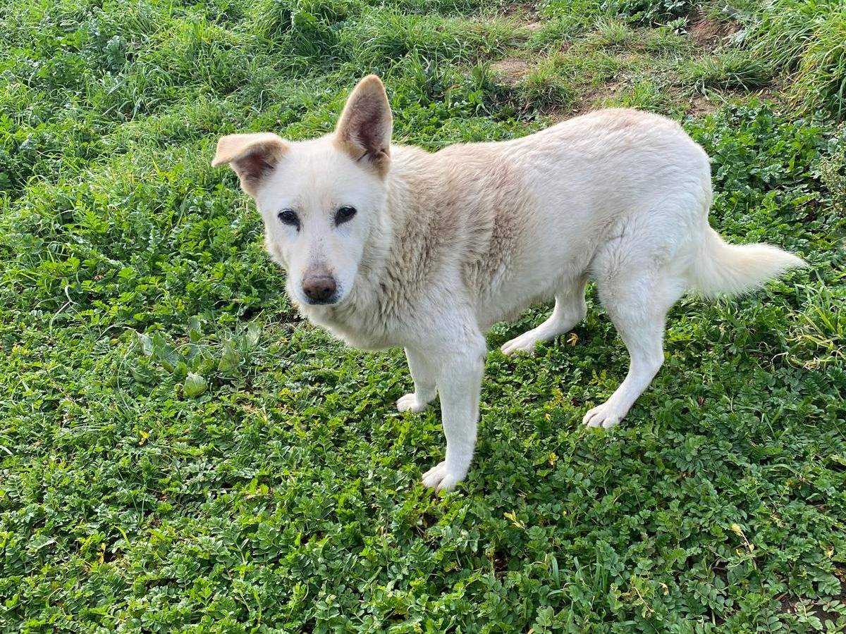 Adotta un cane, femmina, 7 anni e 9 mesi, Roma