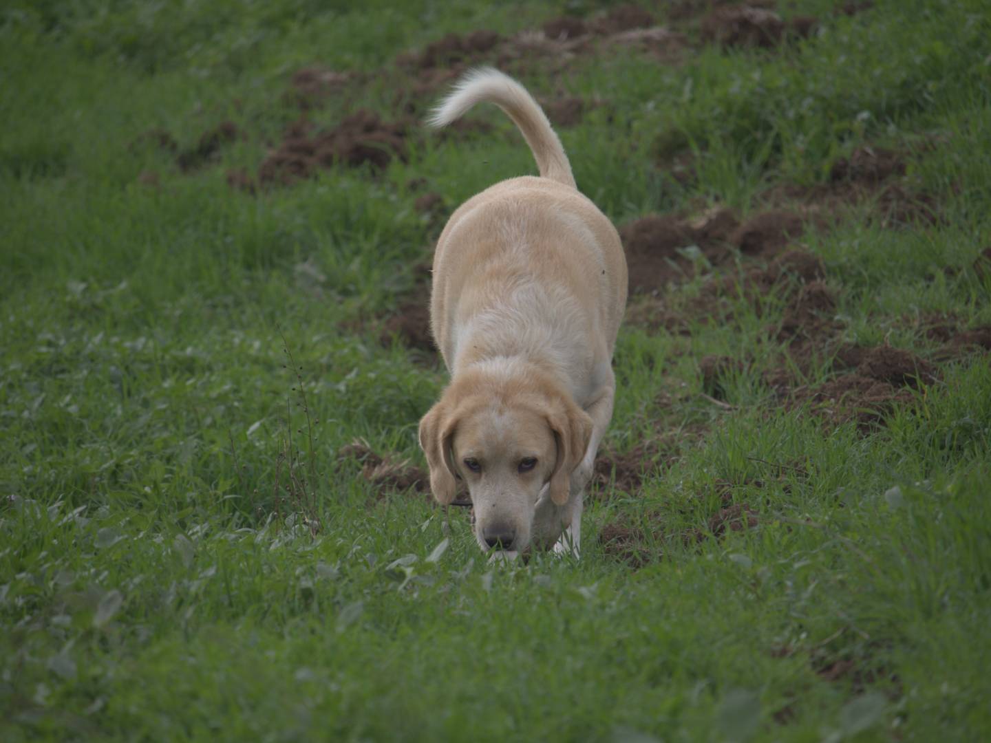 Adotta un cane, maschio, 6 anni, Roma
