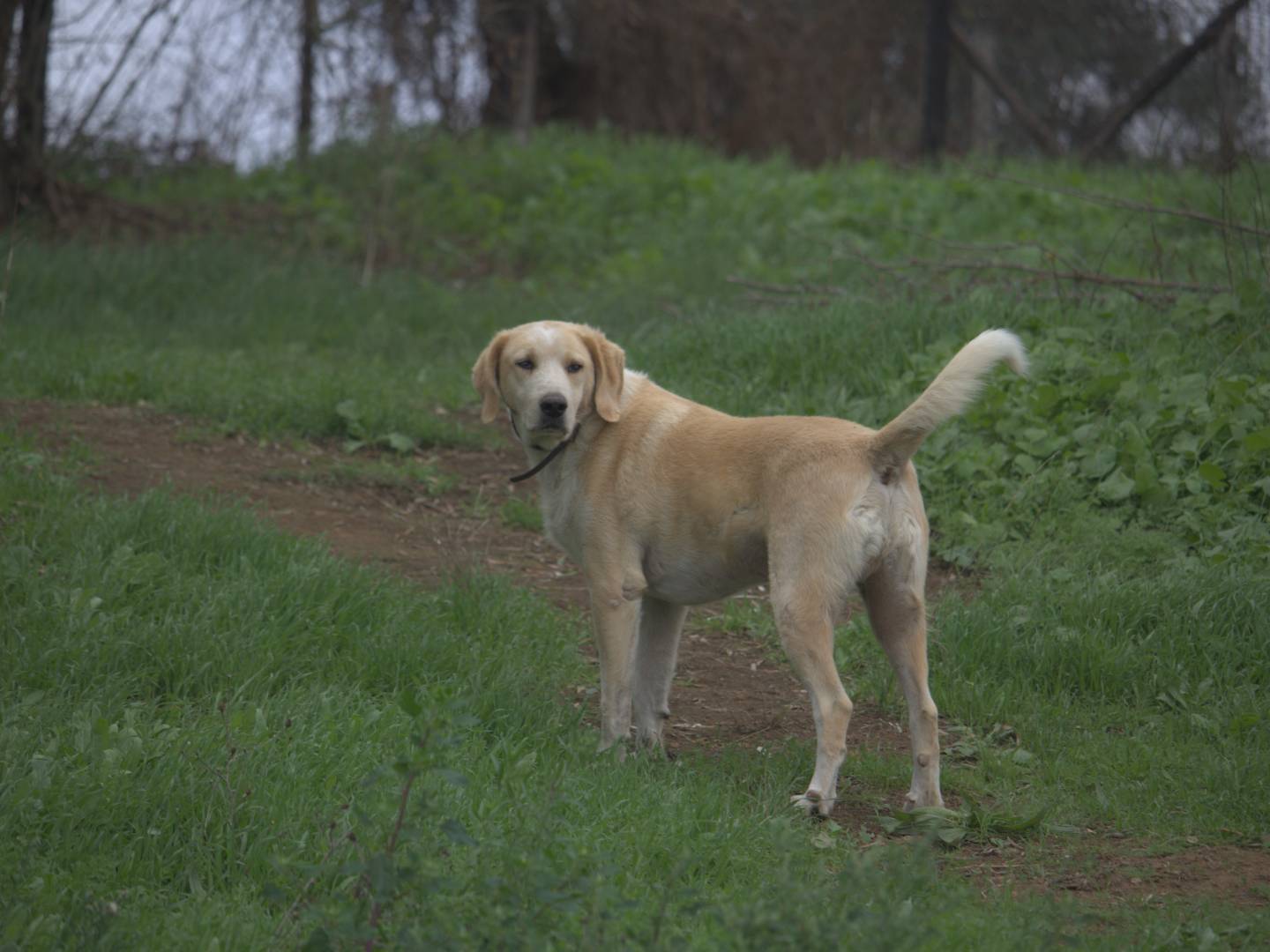 Adotta un cane, taglia media, maschio, Roma
