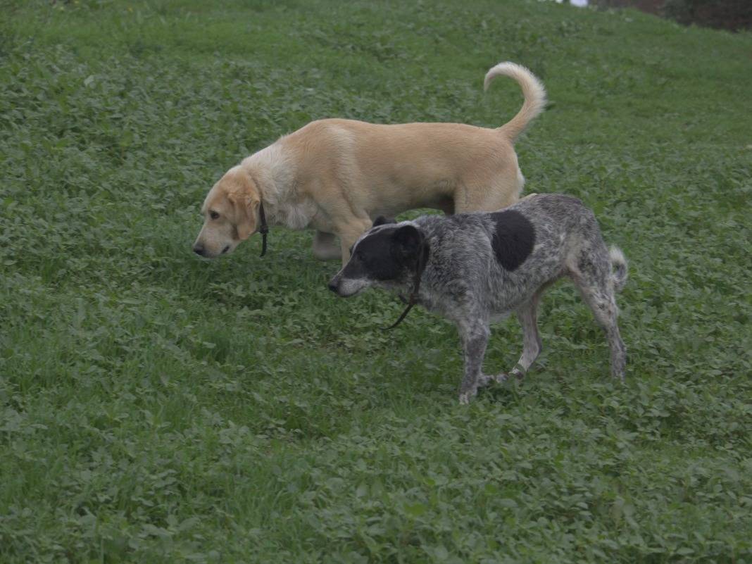 Vuoi adottare un cane a Roma?