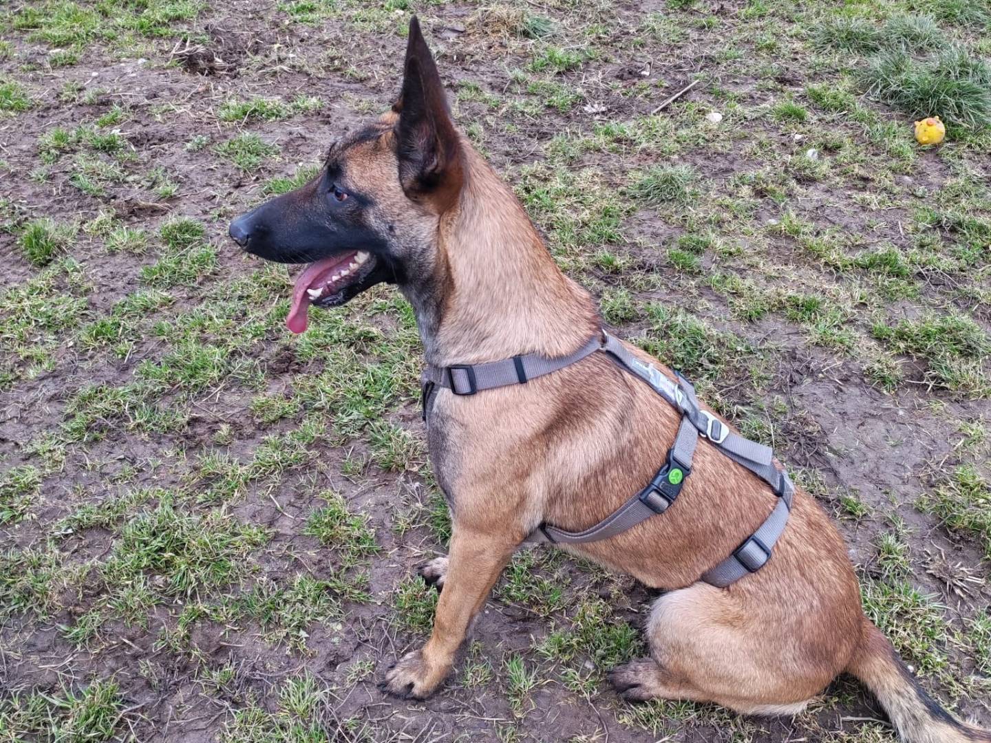 Adotta un cane, femmina, 2 anni, Milano