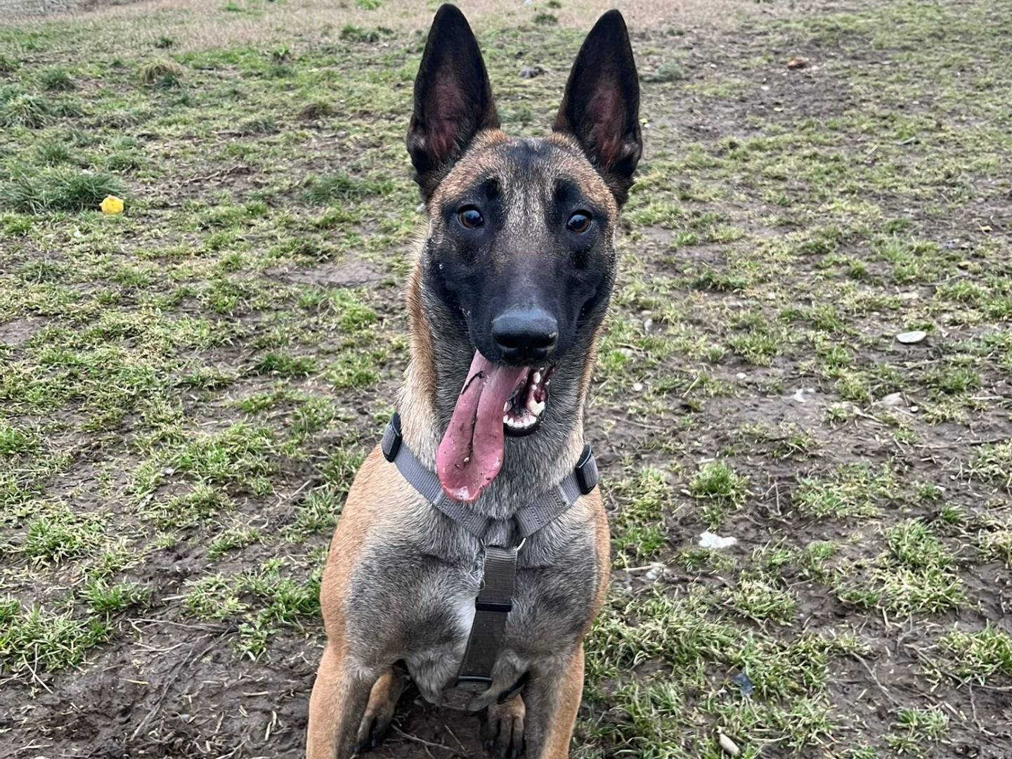 Vuoi adottare un cane a Milano?