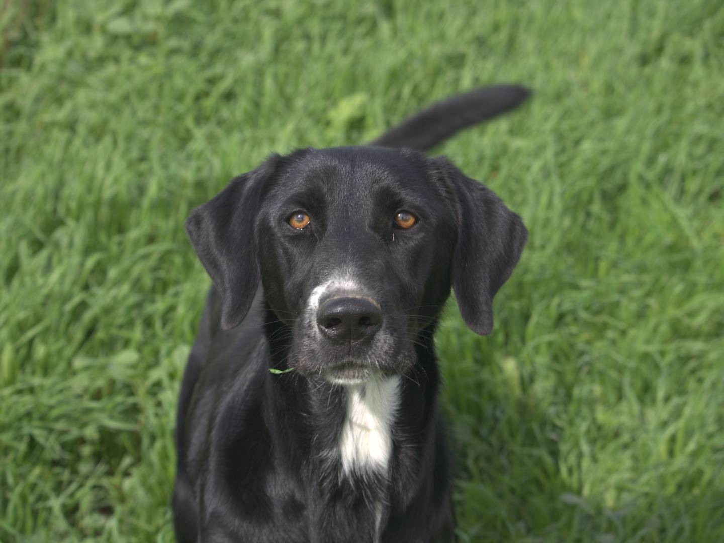 Adozione cane, femmina, Labrador Retriever Razza sconosciuta, 5 anni, taglia media, Roma