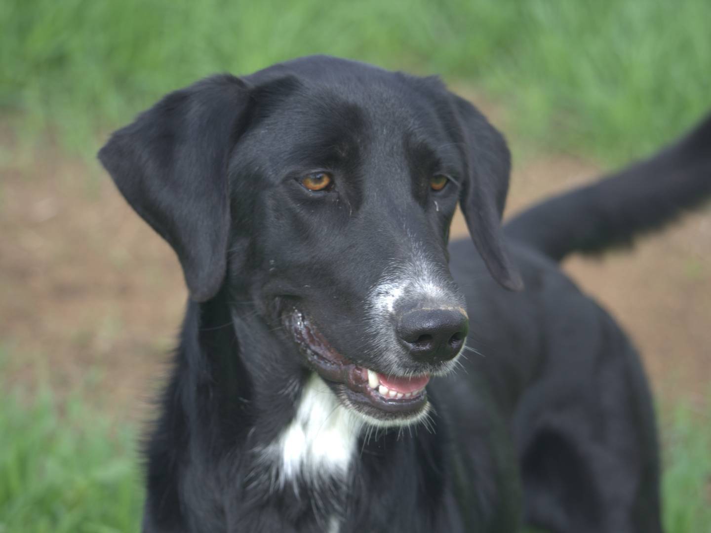 Adotta un cane, femmina, 5 anni, Roma