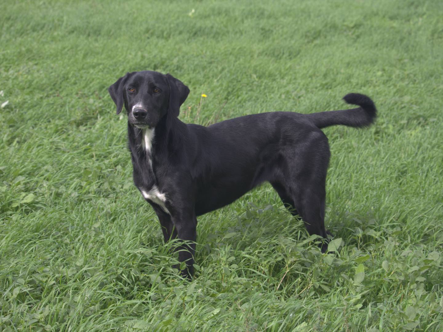 Adotta un cane, taglia media, femmina, Roma