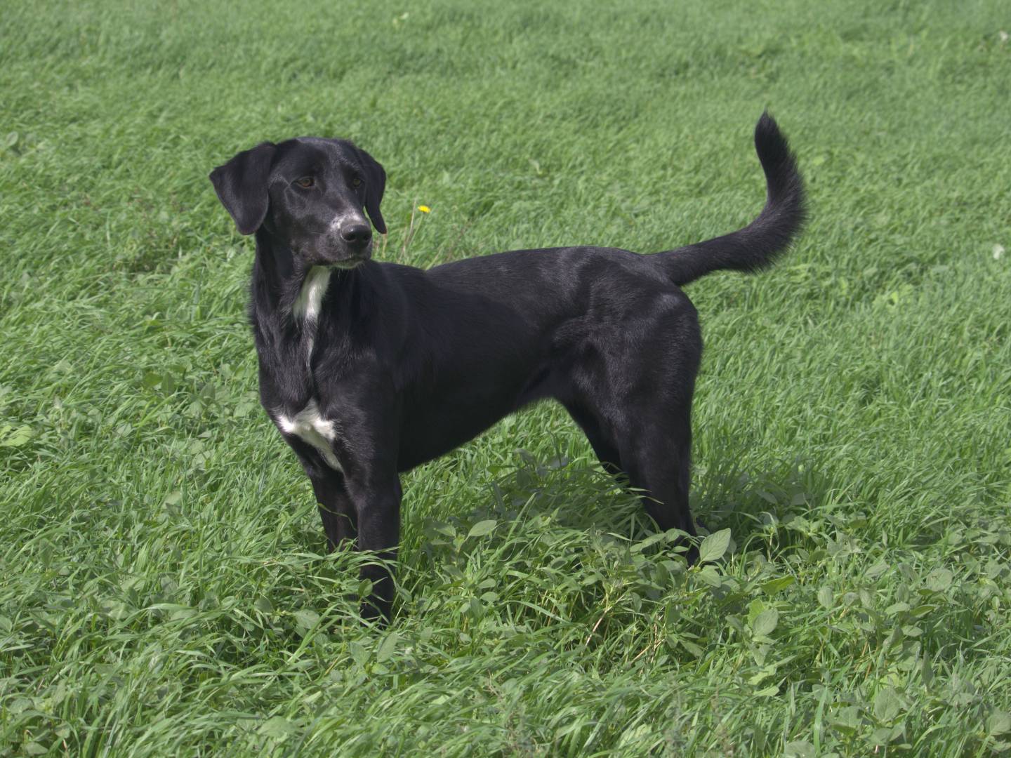 Vuoi adottare un cane a Roma?