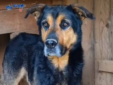 Adozione cane, maschio, Pastore tedesco Razza sconosciuta, 7 anni, taglia grande, Roma