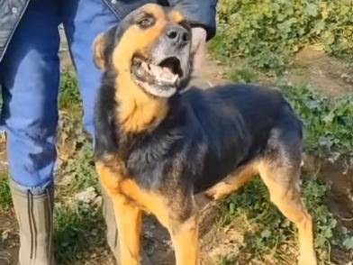 Adotta un cane, maschio, 7 anni, Roma