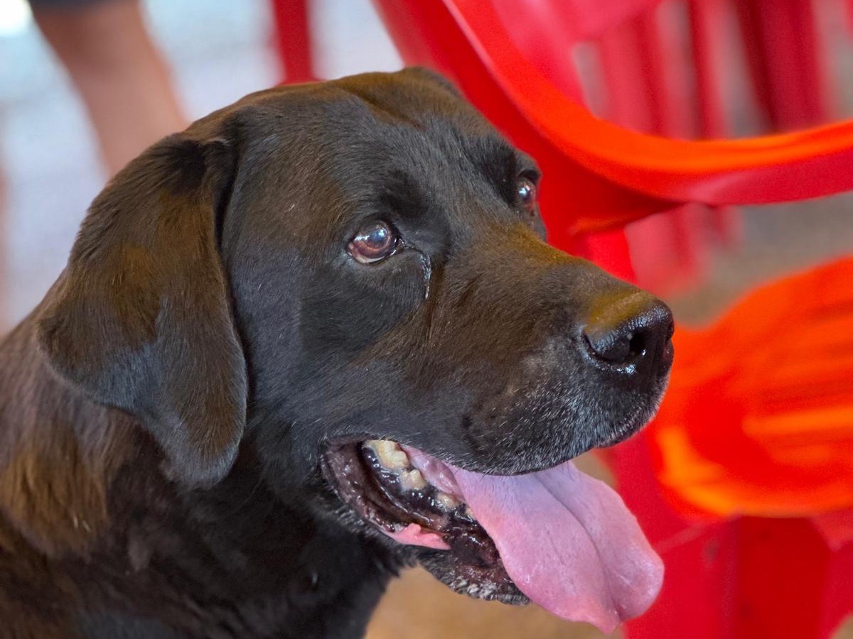 Adozione cane, maschio, Labrador Retriever Razza sconosciuta, 10 anni e 11 mesi, taglia grande, Milano