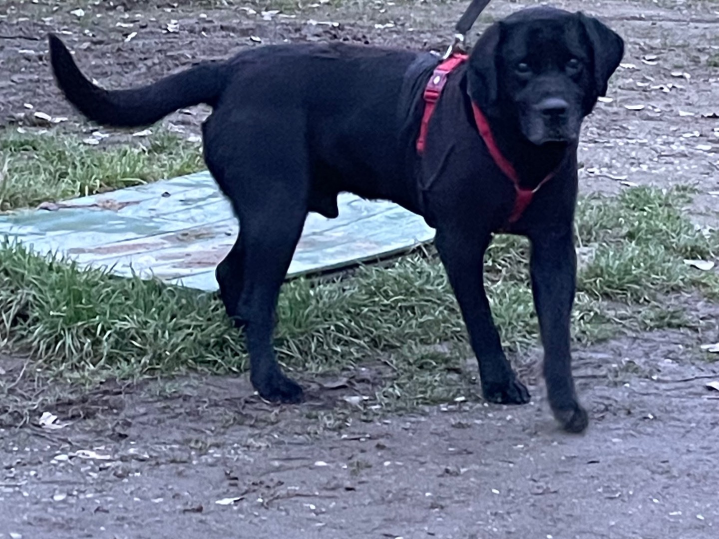 Adotta un cane, maschio, 10 anni e 11 mesi, Milano