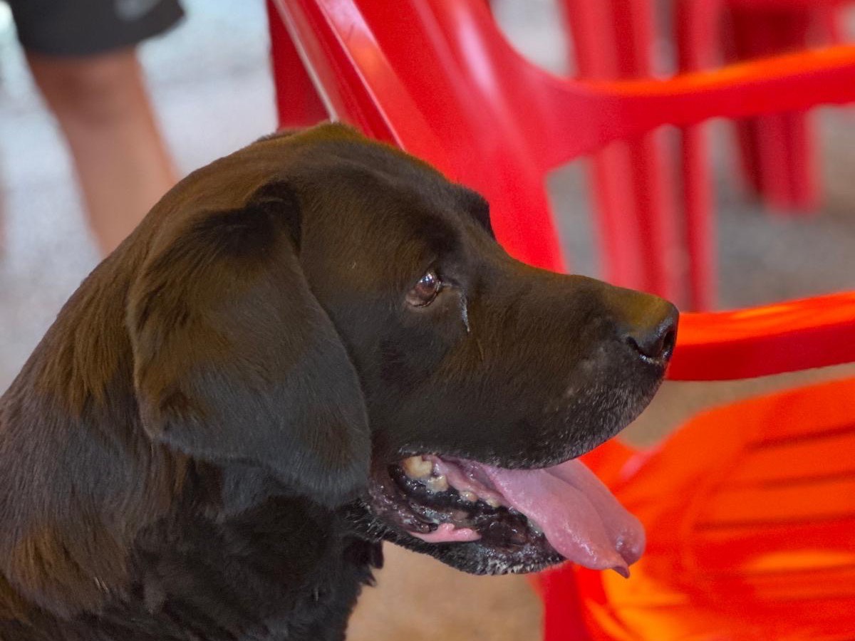 Adotta un cane, taglia grande, maschio, Milano