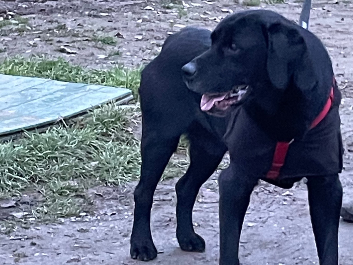 Vuoi adottare un cane a Milano?