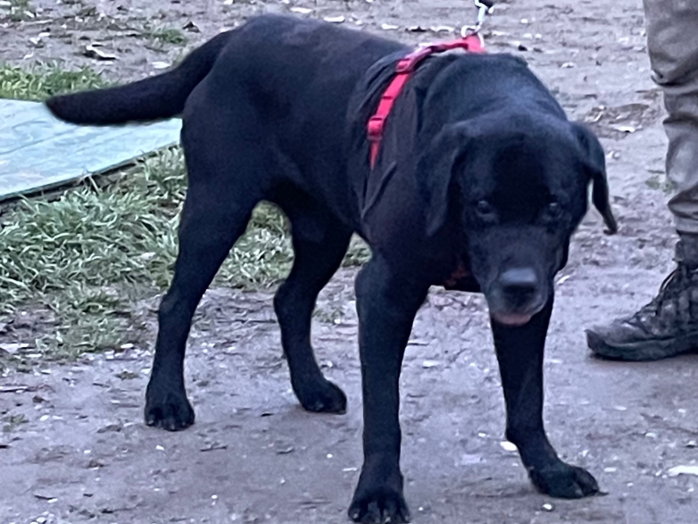 Adotta il cane Jack a Milano