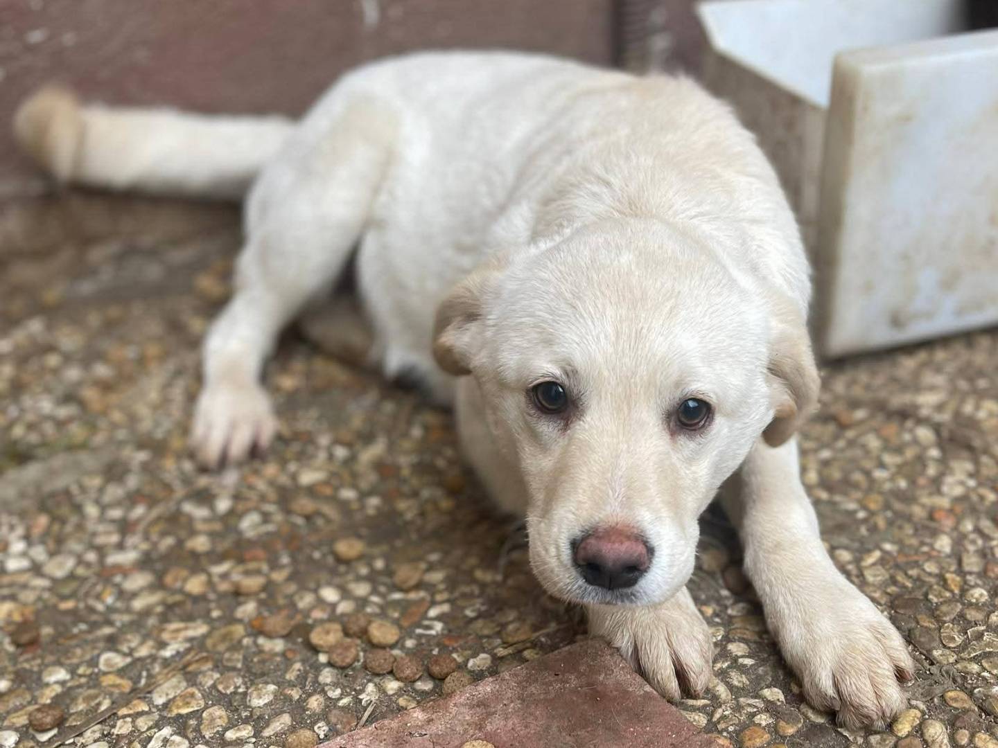 Adozione cane, femmina, Labrador Retriever Razza sconosciuta, 3 mesi, taglia media, Frosinone