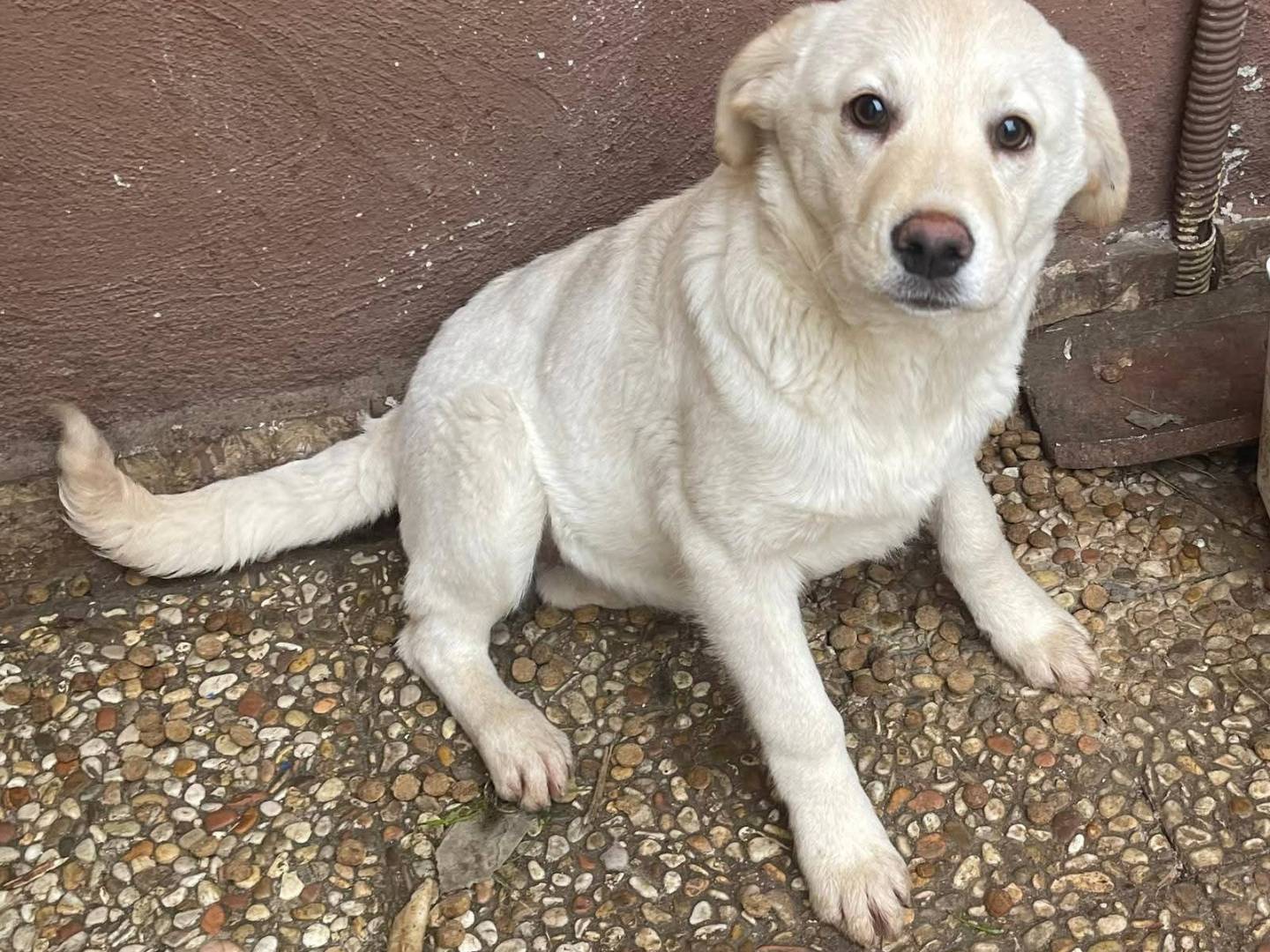 Adotta un cane, femmina, 3 mesi, Frosinone