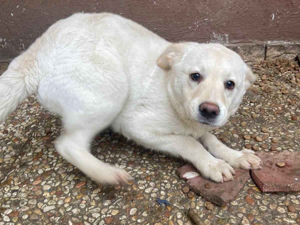Adotta un cane, taglia media, femmina, Frosinone