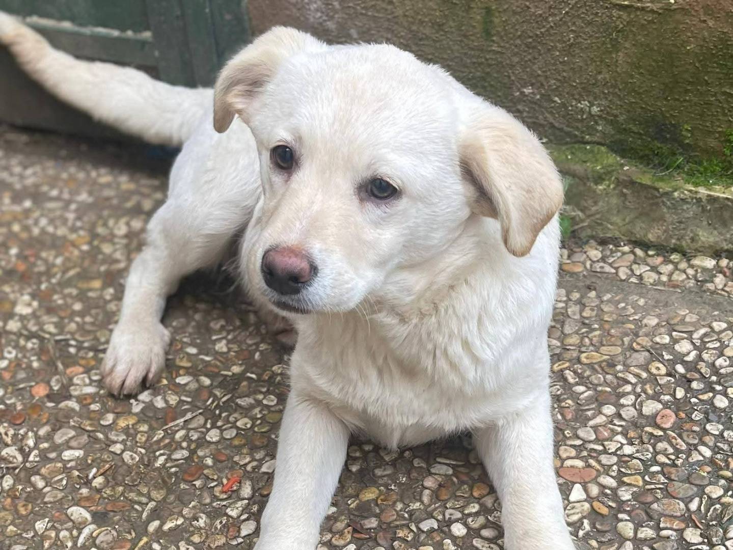 Vuoi adottare un cane a Frosinone?