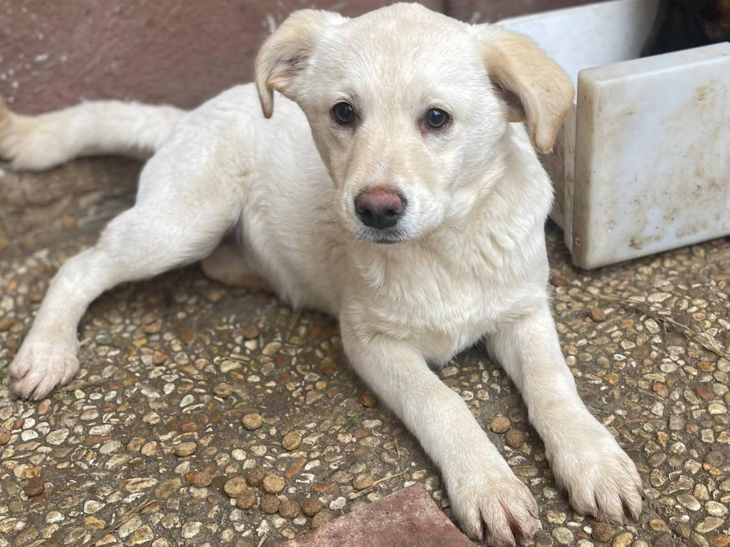 Adotta il cane Eugenia a Frosinone