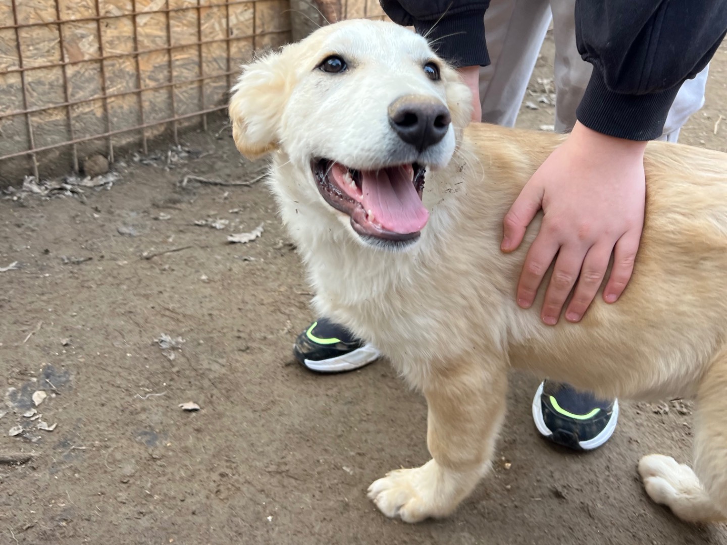 Adotta un cane, maschio, 3 mesi, Viterbo