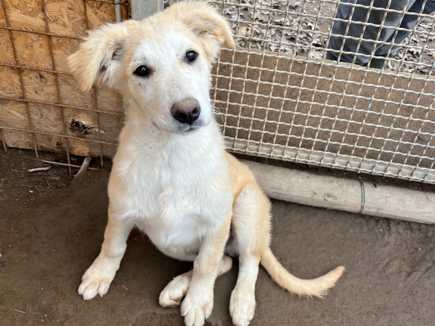 Adotta un cane, taglia grande, maschio, Viterbo