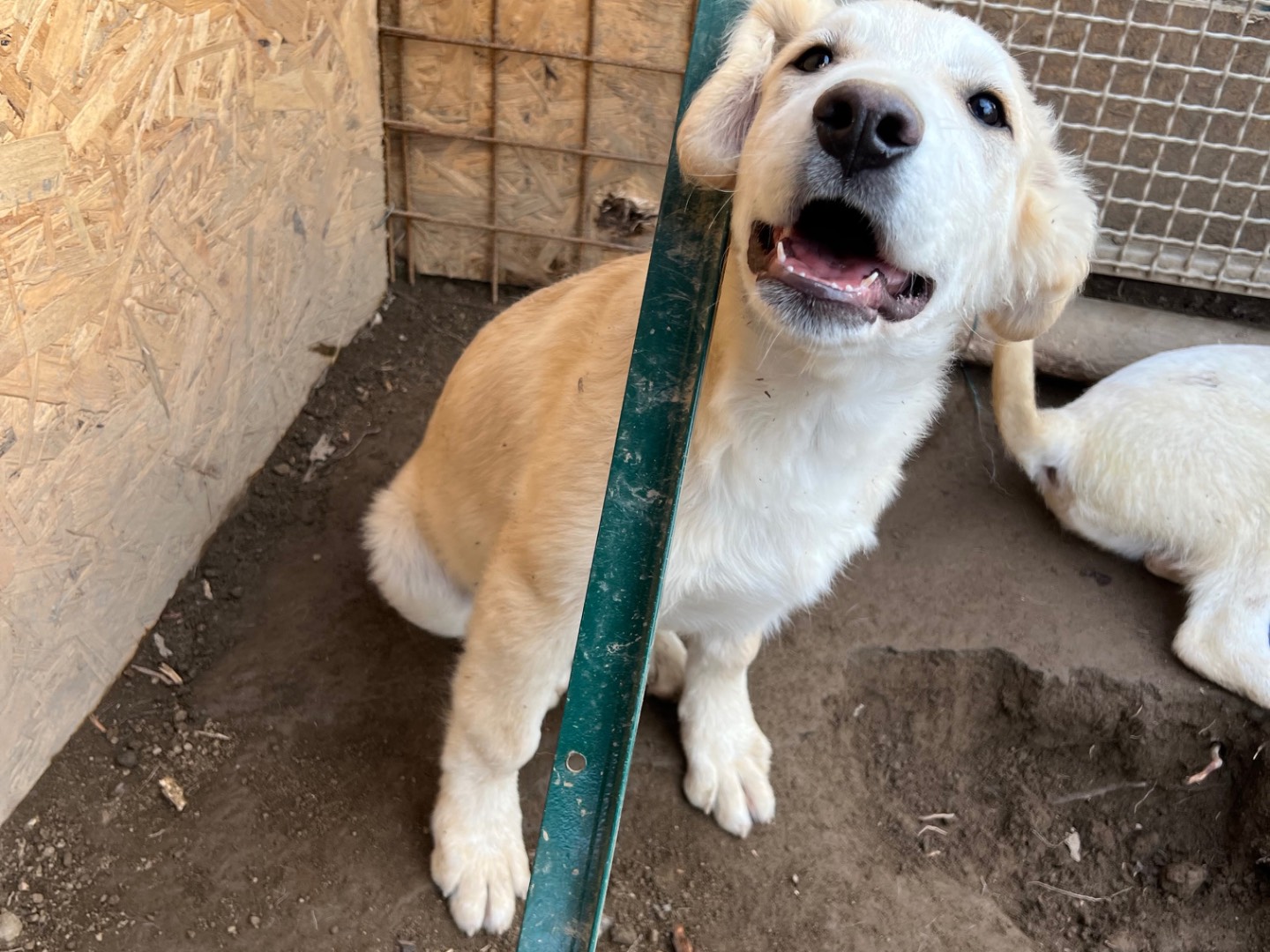 Adotta il cane Roby a Viterbo