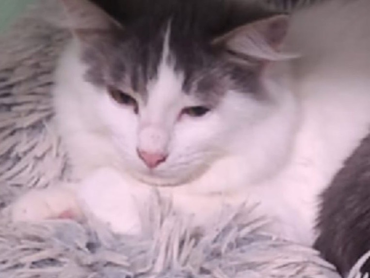 Adozione gatto, maschio, Razza sconosciuta Razza sconosciuta, 2 mesi, taglia non valida, Napoli