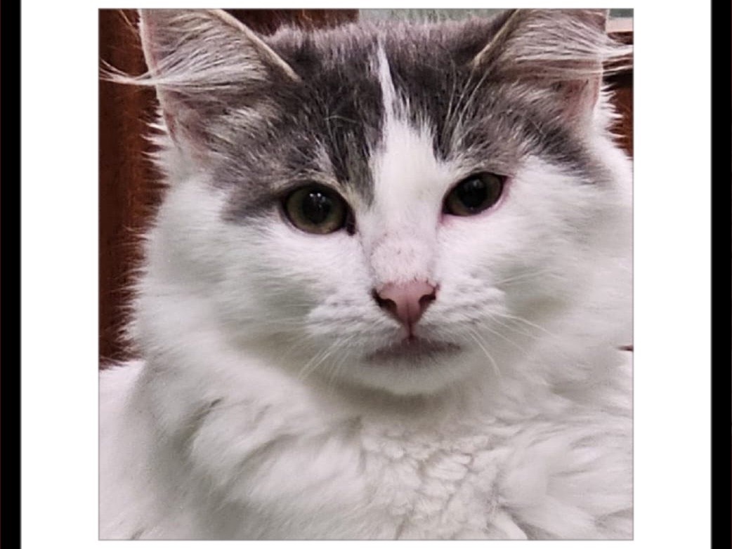 Adotta un gatto, maschio, 2 mesi, Napoli